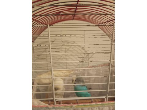 Acil Satılık Takım Kuşlar