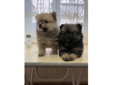 Pomeranian Boo Dişi 3,5 Aylık Yavrumuz