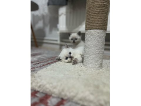 Sağlıklı Safkan Oyuncu British Shorthair Yavrular