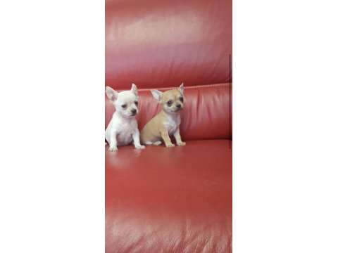 Erkek Süt Beyaz Elma Kafa Şivava