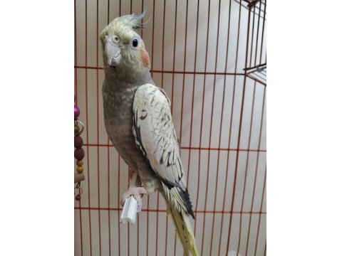 4 Aylık Sultan Papağanı