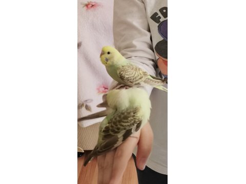 Yavru Muhabbet Kuşu