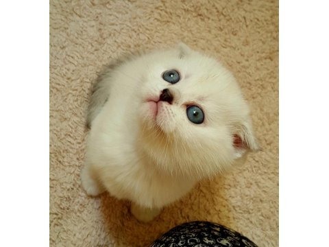 Sağlıklı Mavi Gözlü Safkan Scottish Fold Yavru Kedimiz
