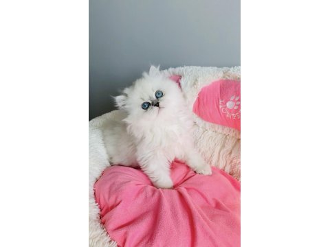 Özel Sevenlere Ns1133 British Longhair