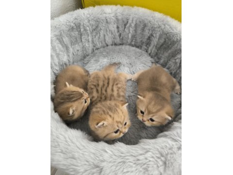 Golden British Shorthair Yavrularım (Pazarlık Olur)