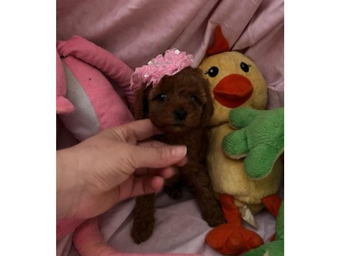 Teacup Ve Toy Poodle 1.5 Aylık Irk Garantili