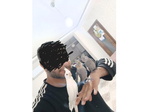 Ele Alışık Konuşturmalık Yada Damızlık Sultan Yavrusu