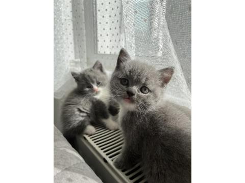 Yavru Kedilerimizi Sahiplendirme