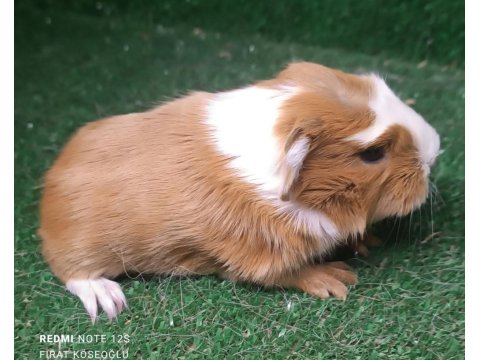 Safkan Üst Kalite Ginepig Yavrularımız