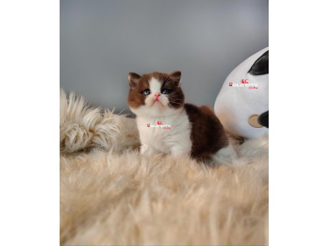 Safkan Teddy Bear British Bebeklerim