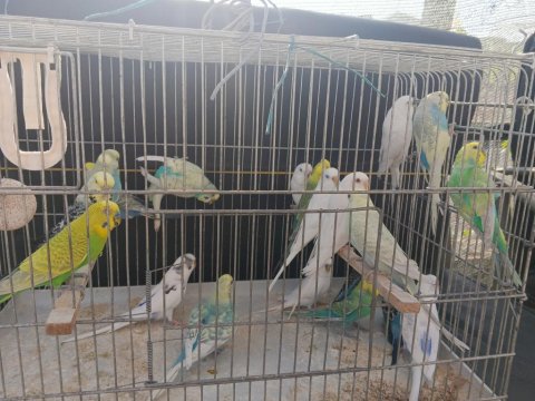 Yetişkin Erkek Dişi Muhabbet Hazır Kuşlar