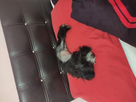 Tüysüz Çin Köpeği Chinese Crested