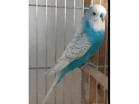 Jumbo Ve Yerli Muhabbet Kuşu