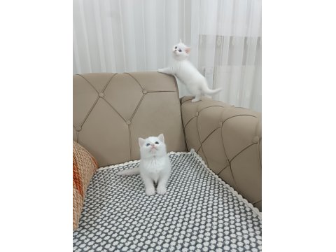 Kusursuz British Shorthair Yavrular