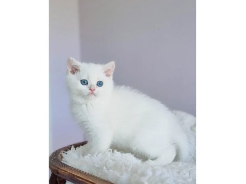Saf Güzellikte Silver British Shorthair Ns1133