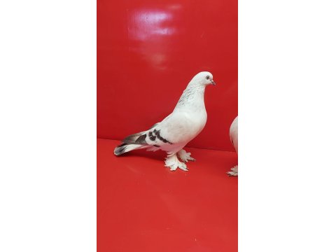 Şebap Mavi Çakmaklı Güvercin