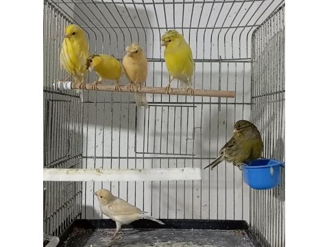 Eşe Hazır Dişi Kanaryalar