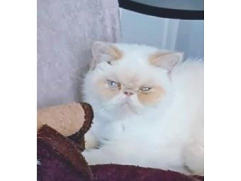 Kedimize Aile Olabilir Misiniz?