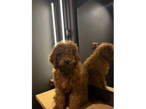 Sahiplendirme Poodle Köpeğimiz Yuva Arıyoruz