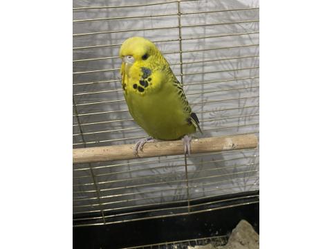 Spangel Taşıyıcı Jumbo Kırması Dişi Muhabbet Kuşu