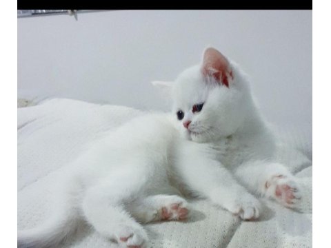 Cana Yakın Uysal Sevgi Dolu British Shorthair Yavruları