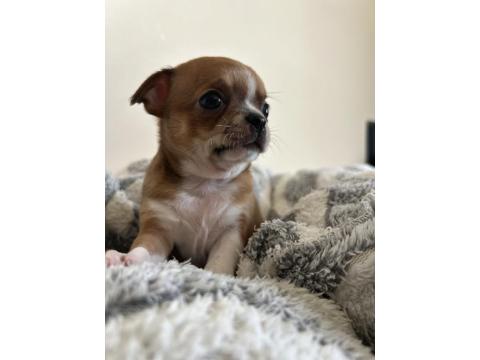 Elma Kafa Küt Burun Chihuahua Bebekler