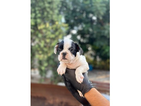 Aa+ Kalite French Bulldog