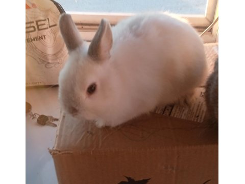 Hollanda Cuce Tavsan