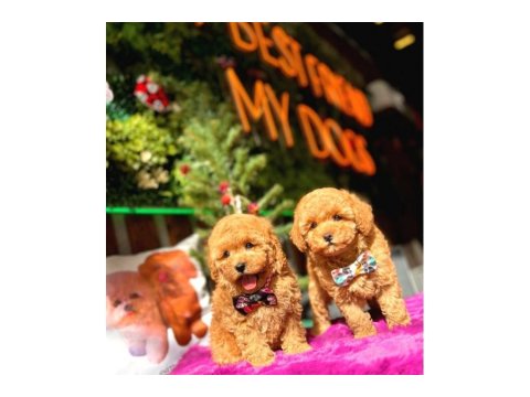 Toy Poodle Yavru Köpeklerim
