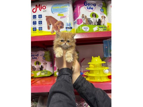 İran Persian Kedilerim Sağlık Ve Irk Garantilidir