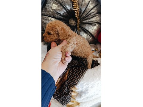 Orijinal Toy Poodle Yavrular