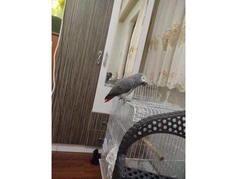 Üst Düzey El Beslemesi Jako Papağanı