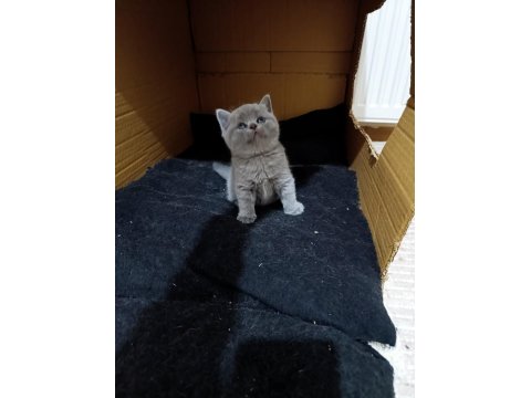Sevimli British Shorthair Bebekler