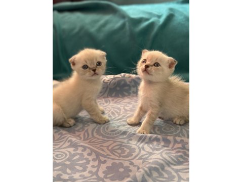 2 Aylık Oyuncu Scottish Fold Yavrular