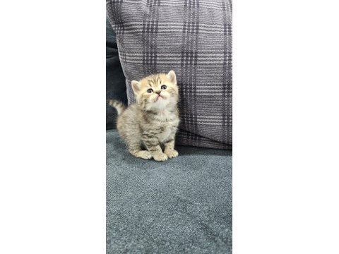 Scottish Straight Ve Fold Yavrular