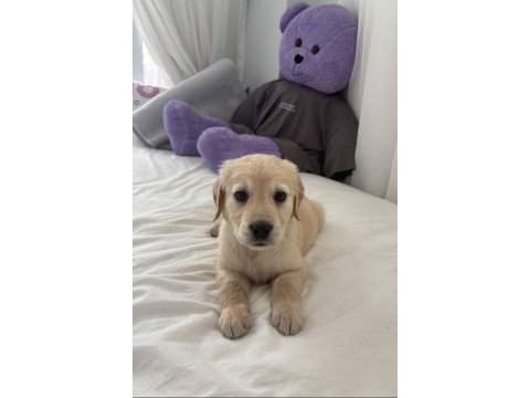 Irk Garantili Golden Retriever Yavru - Tüm Eşyalarıyla Teslim