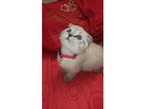 Kırık Kulak 2 Aylık Yavru Kedimiz Yer Gebze