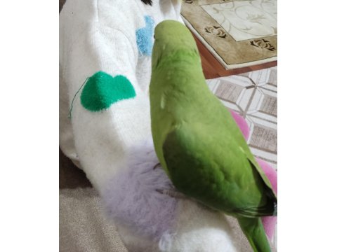 Pakistan Papağanımız