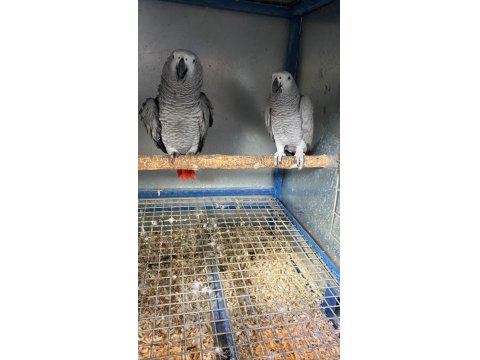 2 Çift Hazır Jako Papağanı Takım