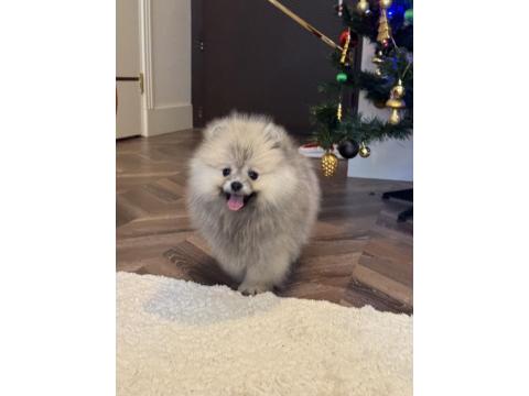 Dişi Ayı Surat Gülen Yüz Pomeranian