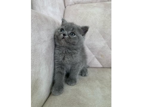 Ayı Surat Top Kafa Dişi British Shorthair Bebiş