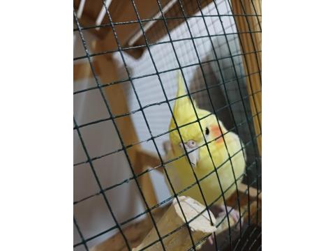 Konuşan Hareketli Fındık Sultan Papağanımıza Yuva