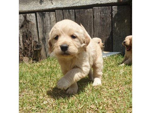 Golden Retriever Yavrular - Ücretsiz Değildir