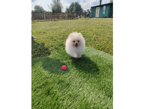 5 Aylık Sevimli Pomeranian Yavrumuz