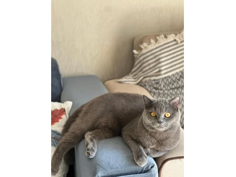 1 Yaşında Eğitimli British Shorthair