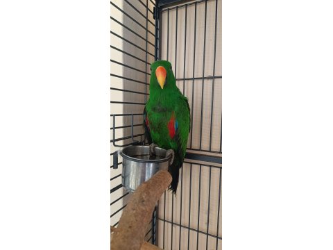 5 Yaşında Eclectus