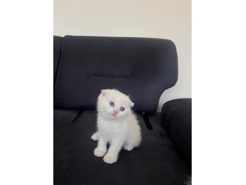 Scottish Fold 2 Aylık