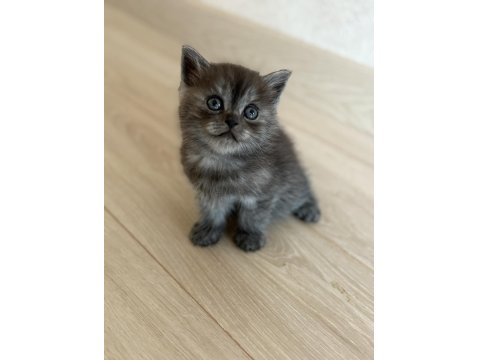 British Shorthair Yavrularımız