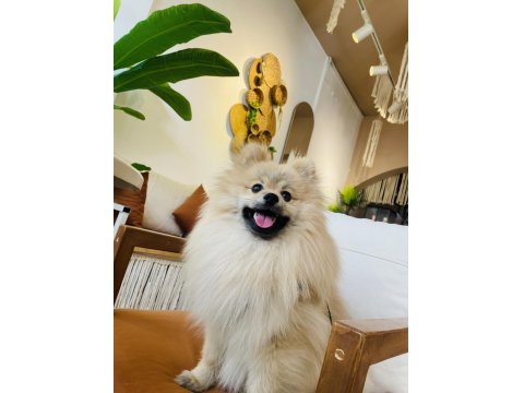 Enerjik Pofuduk Pomeranian Whatsapptan Yazınız