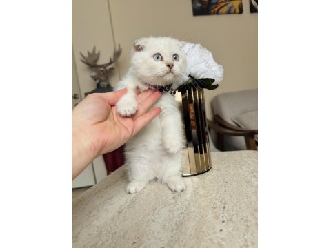 Scottish Fold Silver Point